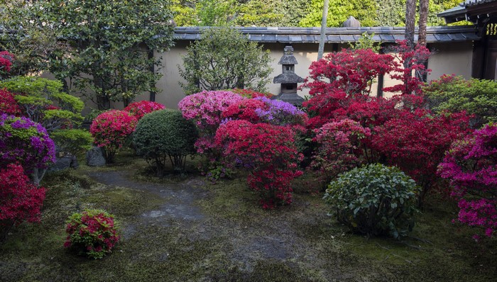4K Japanese Garden with Rhododendrons in Kyoto