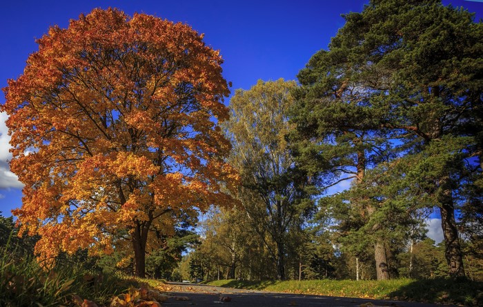 Autumn trees line a road with fallen leaves