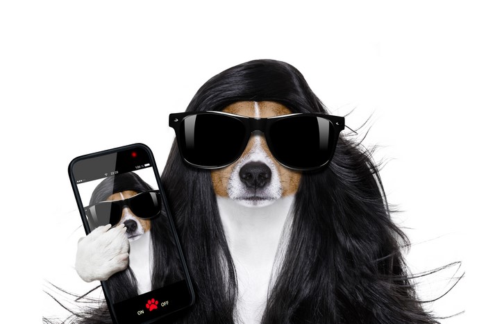 Dog wearing wig and sunglasses taking a selfie