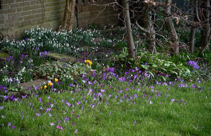 Purple crocuses and white snowdrops in a garden
