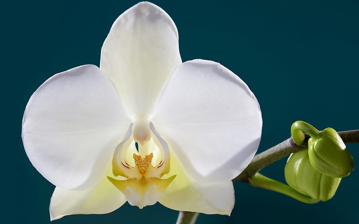 Closeup of a White Orchid with a Bud