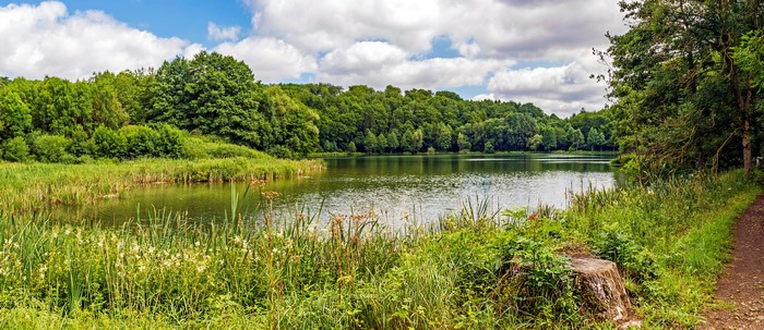 Lake and forest in Gillenfeld, Germany