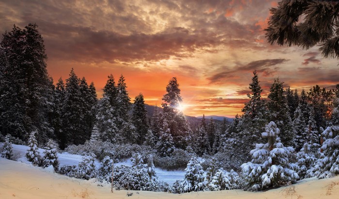 Snowy forest at sunset with dramatic sky
