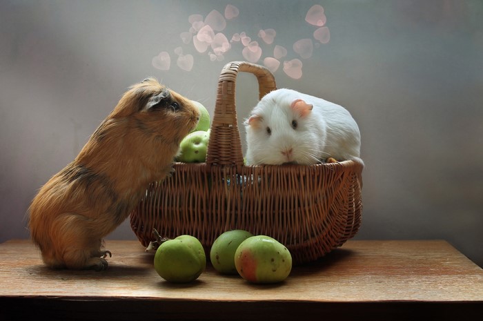 Two guinea pigs and apples in a wicker basket