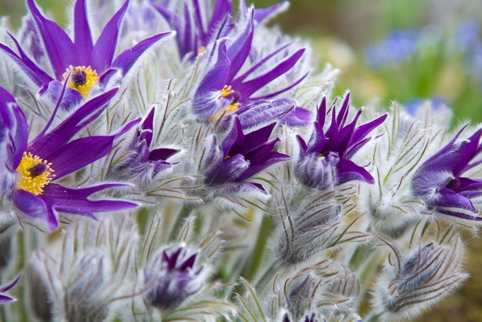 4K Closeup of Violet Pulsatilla Flowers