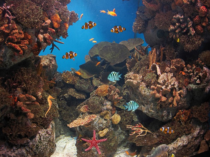 Vibrant Underwater Coral Reef with Colorful Fish