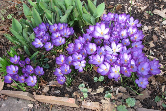 Purple crocuses blooming in a garden bed