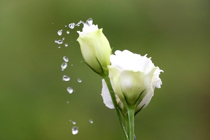White Eustoma flowers with water drops