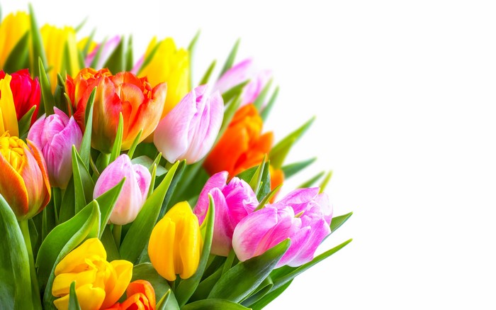 4K Tulips on White Background