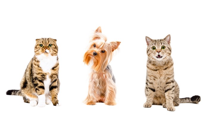 Three animals: two cats and a Yorkshire terrier on a white background