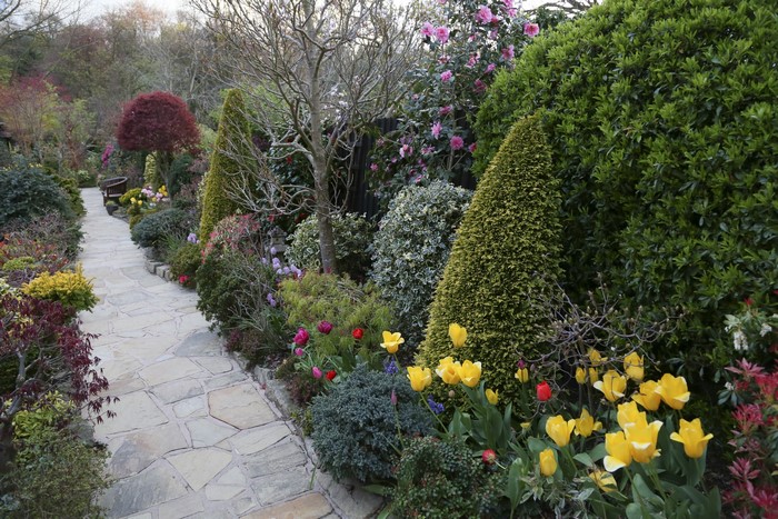 Garden path with tulips and shrubs in England