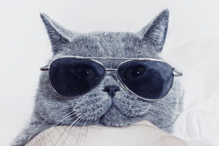Gray cat wearing aviator sunglasses