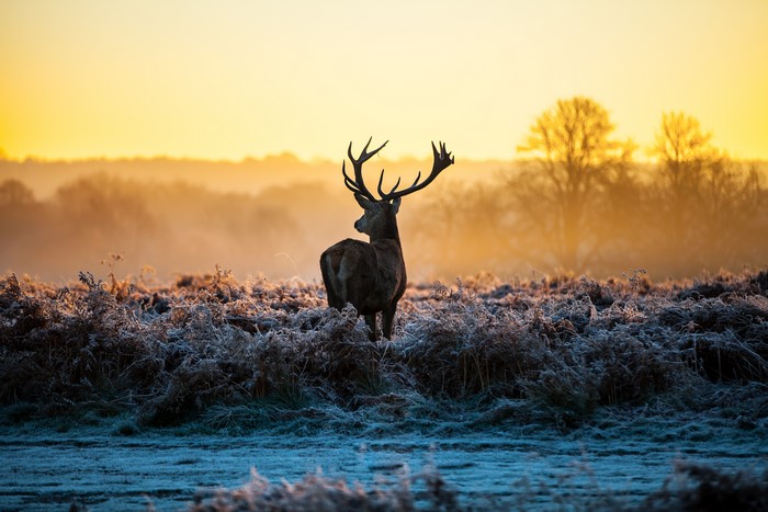 Deer in a frosty field at sunrise