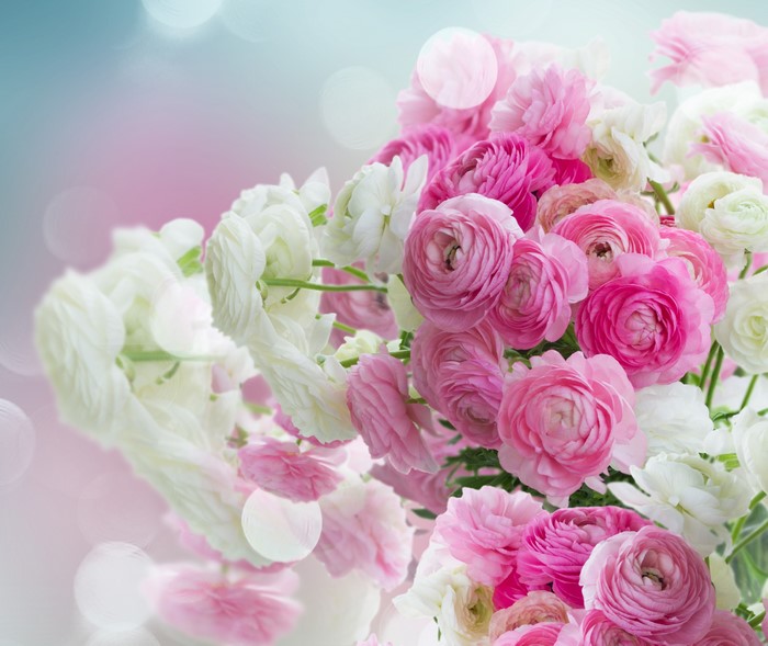 Pink and white ranunculus flowers