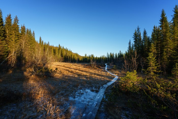 Wooden boardwalk through a forest and marsh in Norway