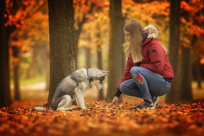Girl and Husky in Autumn Forest