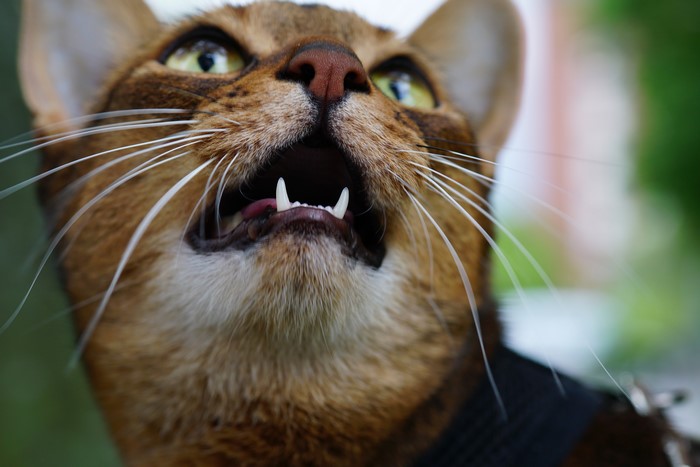 Close-up of a cat's face with open mouth