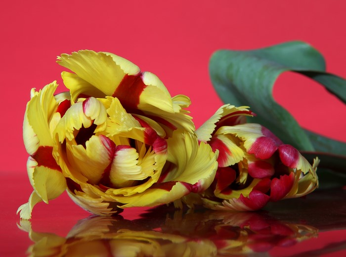 Two yellow and red parrot tulips on a red background