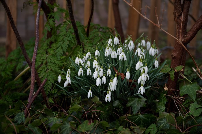 A cluster of white snowdrop flowers in a garden setting