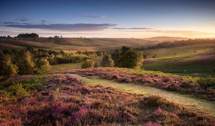 Heather landscape at sunrise in Rockford Common, Hampshire, UK
