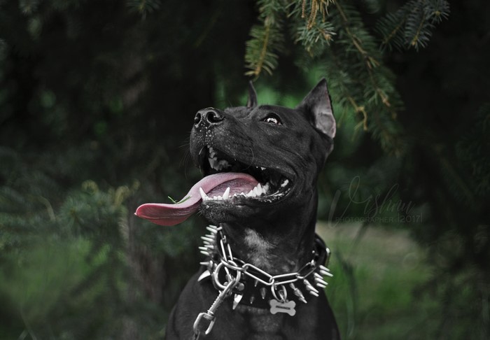 Black Amstaff dog with spiked collar