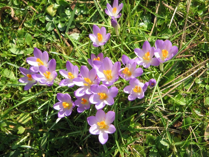 Purple crocuses blooming in green grass