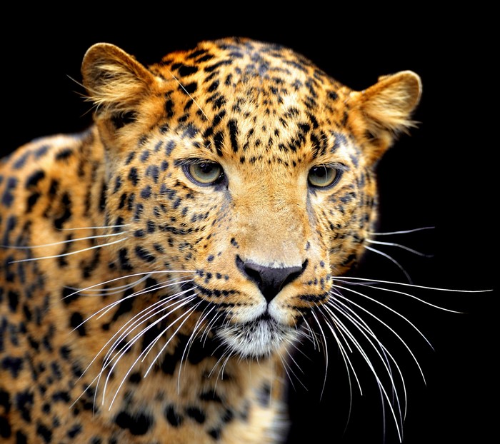 Leopard with black background