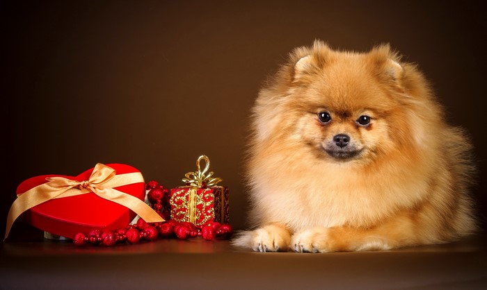 Pomeranian dog with Valentine's Day gifts