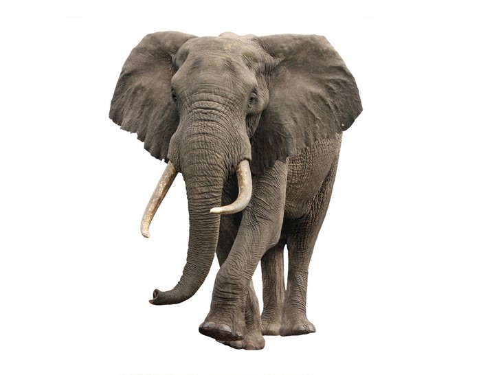 4K Majestic African Elephant on White Background