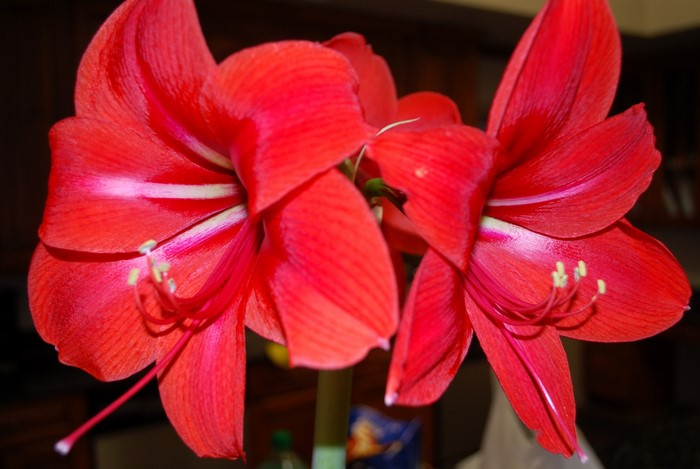 Two red Amaryllis flowers close up
