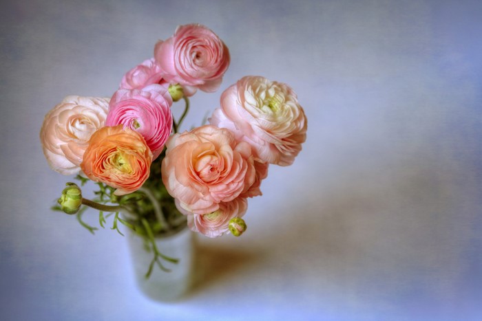 Pink and orange ranunculus flowers in a vase