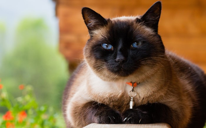 Siamese cat with blue eyes and orange collar
