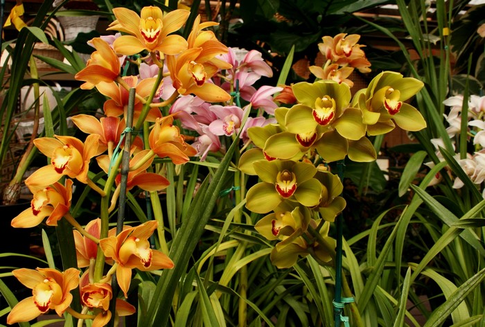Orange, pink, and green orchids in a garden