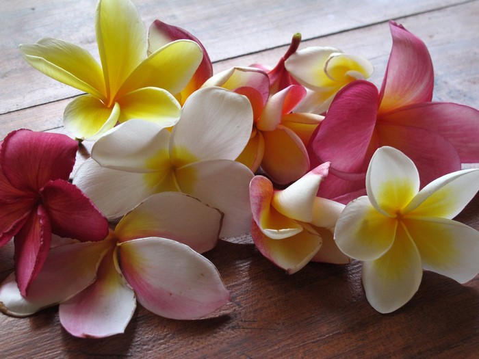 Plumeria flowers on a wooden surface