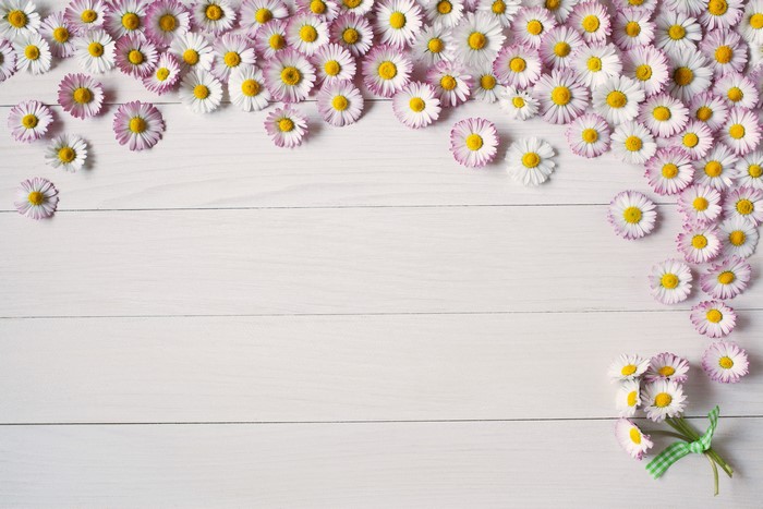 Many daisies on wood planks
