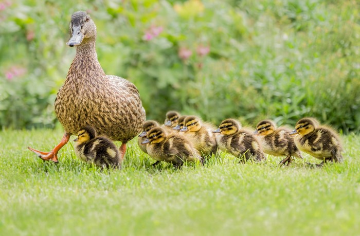 Mother duck and ducklings walking on grass