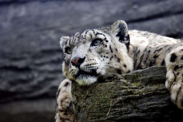 Snow leopard resting on a rock