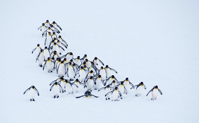 Many Penguins Walking in Snow