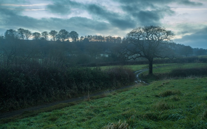Misty morning landscape with a large tree and path