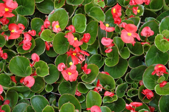 Red Begonia flowers and green leaves