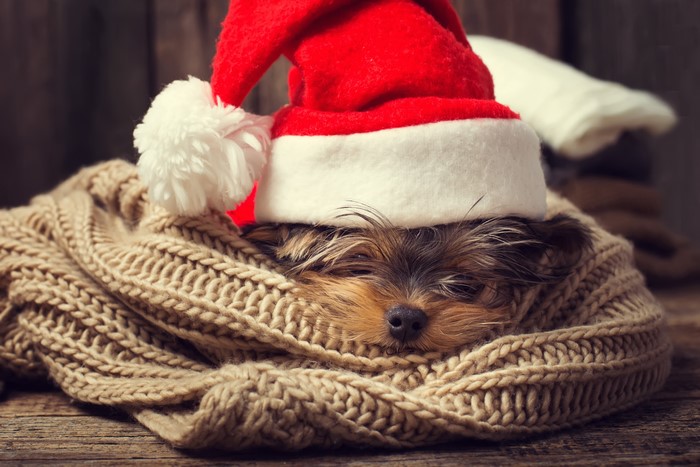 Yorkshire Terrier puppy wearing a Santa hat and scarf