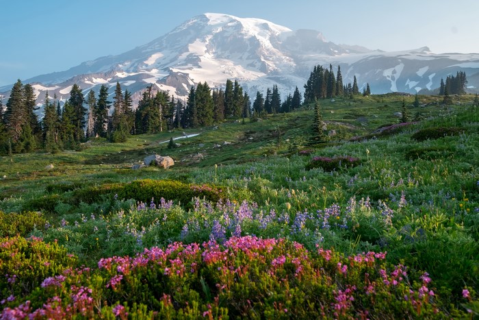 Mount Rainier National Park with Wildflower Meadow