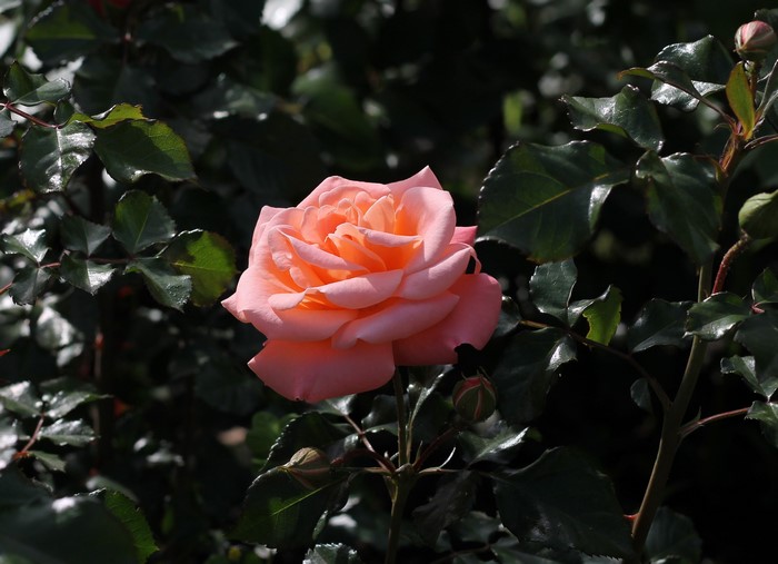 Close-up of a pink rose with buds and green leaves