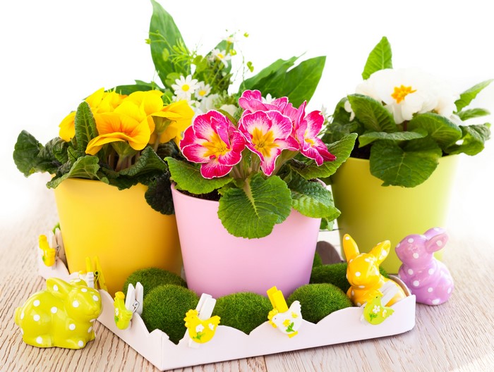 Easter Primula Flowers in Colorful Pots with Rabbits