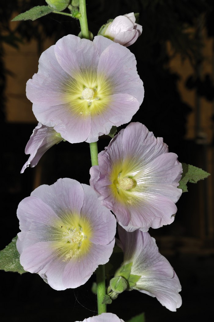 Close-up of light purple hollyhock flowers