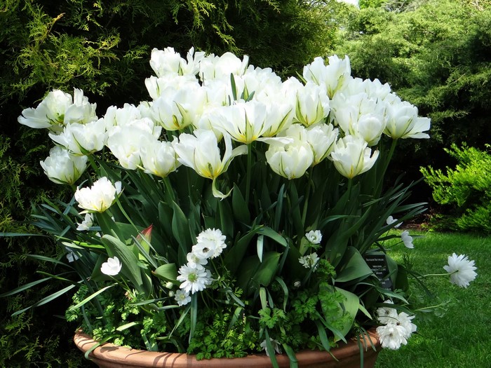 White tulips in a terracotta pot