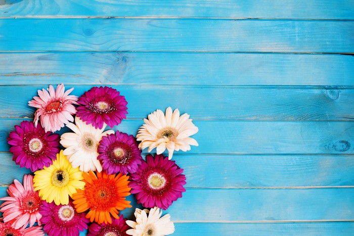 Gerberas on blue wood planks