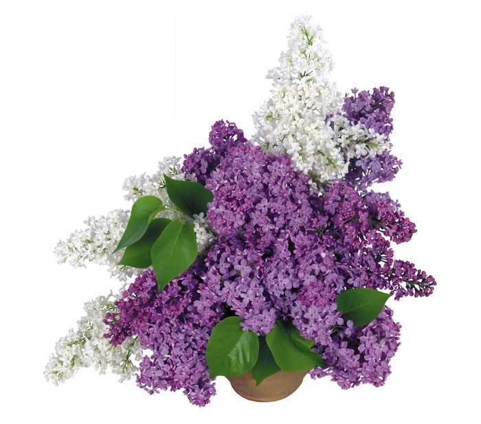 Bouquets of purple and white lilacs in a pot