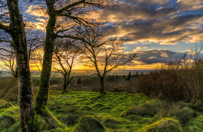 4K Toor Northern Ireland Sunrise Trees Grass Moss Clouds