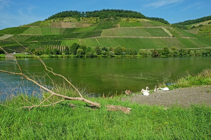 River and Vineyards on a Hillside in Germany
